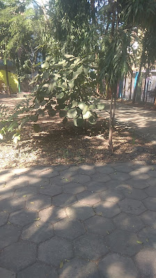 Small Park Indore